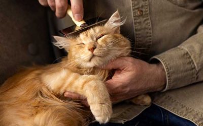 Consejos para el cuidado e higiene de tu gato